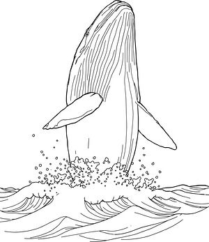 Breaching Whale - Printable coloring page