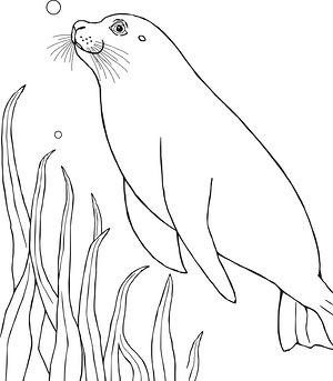 Sea Lion Among Fronds - Printable coloring page