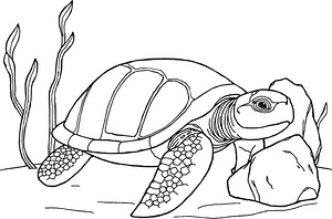 Sea Turtle Seabed Sanctuary - Printable coloring page