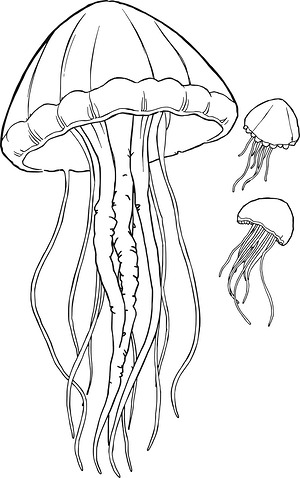 Jellyfish with Long Tentacles - Printable coloring page