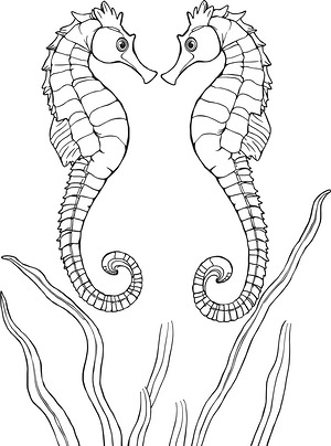 Entwined Seahorse Pair - Printable coloring page