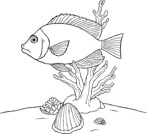 Angelfish Next to Coral - Printable coloring page