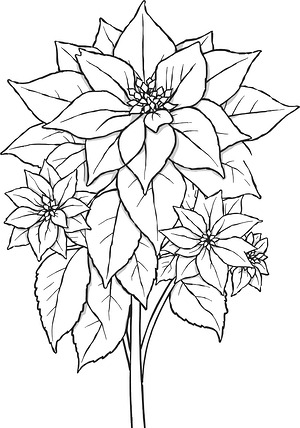 Poinsettia Bloom - Printable coloring page