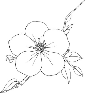 Cherry Blossom Branch - Printable coloring page